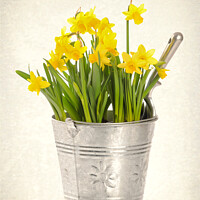 Buy canvas prints of Daffodils by Amanda Elwell