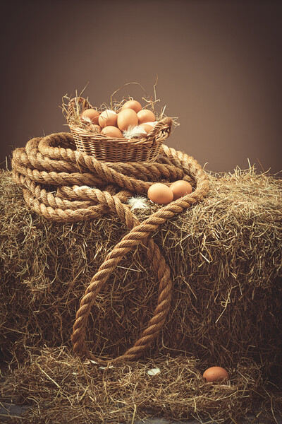 Fresh Eggs In Barn Picture Board by Amanda Elwell