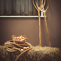 Buy canvas prints of Eggs In The Barn by Amanda Elwell