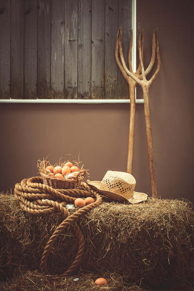 Eggs In Basket In The Barn Picture Board by Amanda Elwell