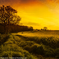Buy canvas prints of Canola Field At Sunset by Amanda Elwell