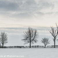 Buy canvas prints of Tree Line In Snow by Amanda Elwell
