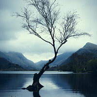 Buy canvas prints of Lone Tree by Amanda Elwell