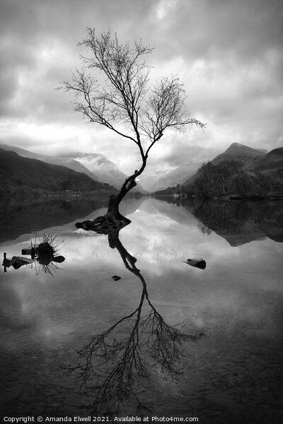 Lone Tree At Llyn Padarn Picture Board by Amanda Elwell