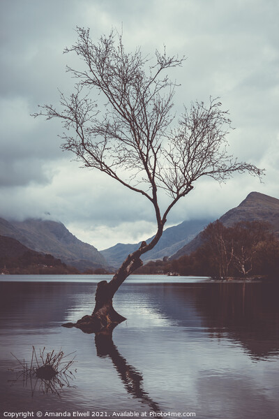 Lone Tree At Llyn Padarn Picture Board by Amanda Elwell