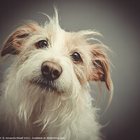 Buy canvas prints of Dog Portrait by Amanda Elwell