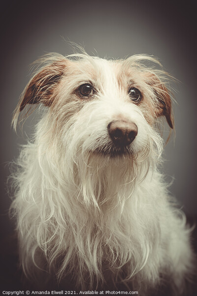 Rescue Dog Portrait Picture Board by Amanda Elwell