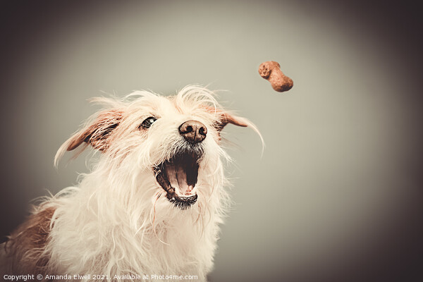 Dog Catching Biscuit Picture Board by Amanda Elwell