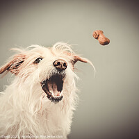Buy canvas prints of Dog Catching Biscuit by Amanda Elwell