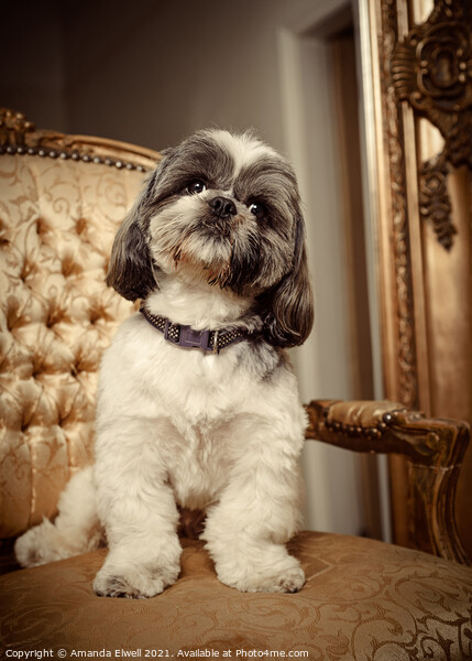 Shih Tzu Dog Sitting On Chair Picture Board by Amanda Elwell