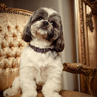 Buy canvas prints of Shih Tzu Dog Sitting On Chair by Amanda Elwell