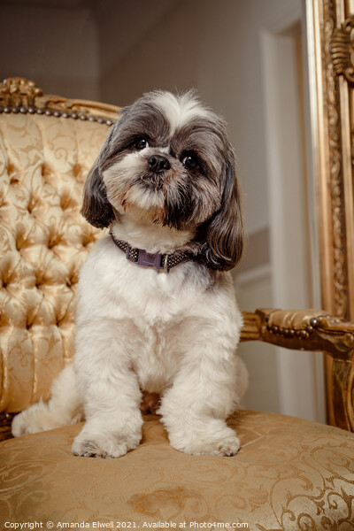Shih Tzu Pedigree Dog Looking At Viewer Picture Board by Amanda Elwell
