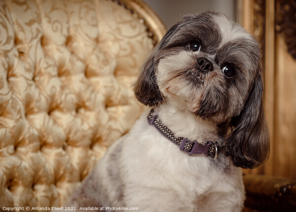 Shih Tzu Dog Looking Quirky Picture Board by Amanda Elwell