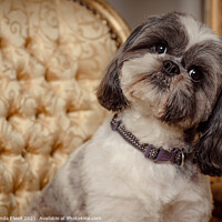 Buy canvas prints of Shih Tzu Dog Looking Quirky by Amanda Elwell