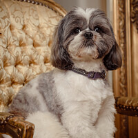 Buy canvas prints of Shih Tzu Pedigree Dog Looking Cute by Amanda Elwell