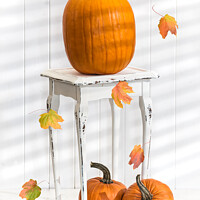 Buy canvas prints of Pumpkins For Thanksgiving by Amanda Elwell