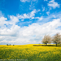 Buy canvas prints of Canola Field In Summer by Amanda Elwell