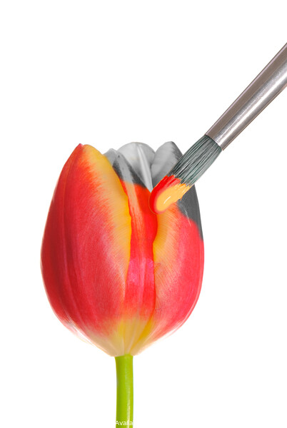 Painted Spring Tulip Picture Board by Amanda Elwell