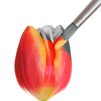 Buy canvas prints of Painted Spring Tulip by Amanda Elwell