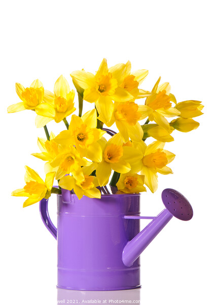 Daffodil Display Picture Board by Amanda Elwell