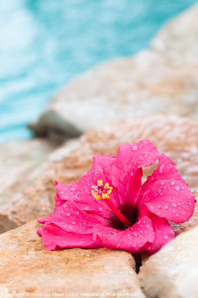 Wet Hibiscus Flower Picture Board by Amanda Elwell
