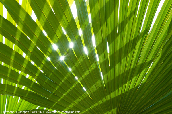 Tropical Palm Leaf Picture Board by Amanda Elwell