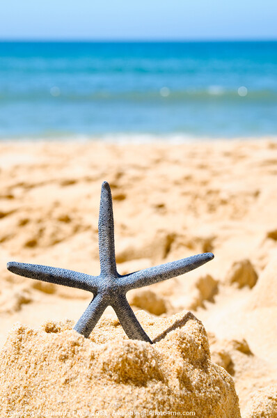 Starfish In Sandcastle Picture Board by Amanda Elwell
