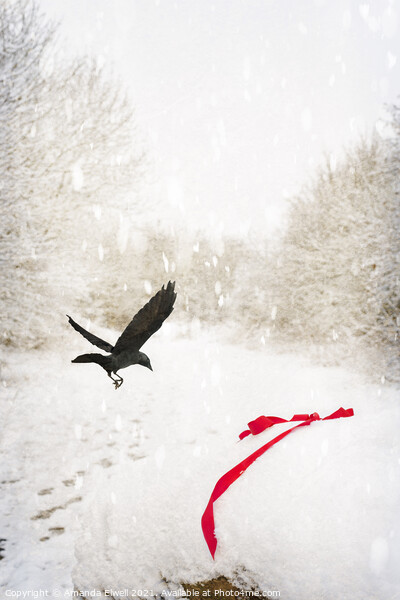 Jackdaw In Snow Picture Board by Amanda Elwell