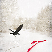 Buy canvas prints of Jackdaw In Snow by Amanda Elwell