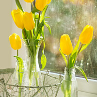 Buy canvas prints of Spring Tulips by Amanda Elwell