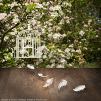 Buy canvas prints of Birdcage With Feathers by Amanda Elwell