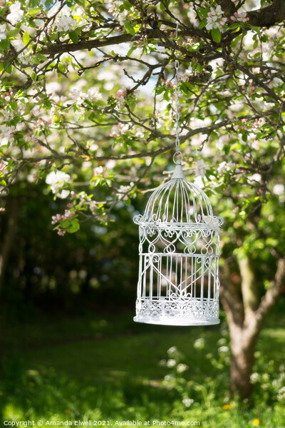 Birdcage In Blossom Picture Board by Amanda Elwell