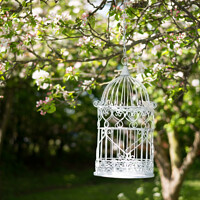 Buy canvas prints of Birdcage In Blossom by Amanda Elwell