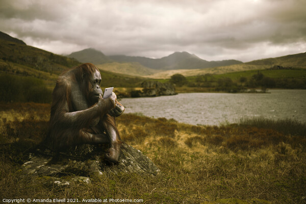 Orangutan With Smart Phone Picture Board by Amanda Elwell