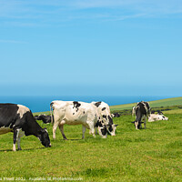 Buy canvas prints of Grazing Dairy Cows by Amanda Elwell