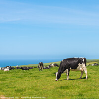 Buy canvas prints of Grazing Cows by Amanda Elwell