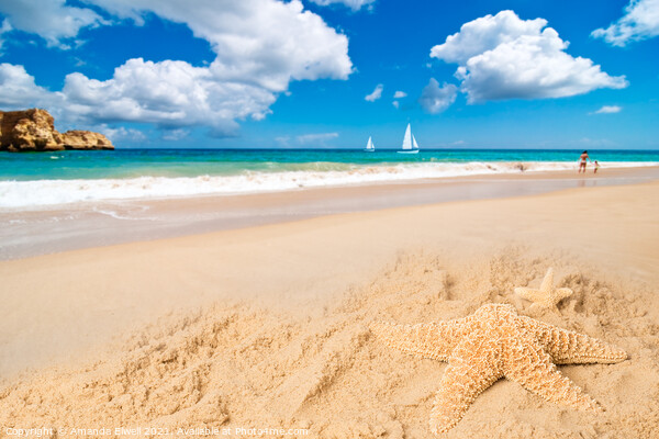 Starfish Picture Board by Amanda Elwell