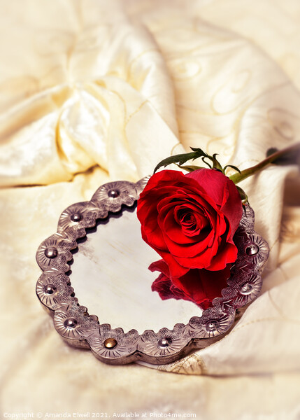 Red Rose On Mirror Picture Board by Amanda Elwell