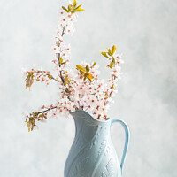 Buy canvas prints of Springtime Blossom by Amanda Elwell