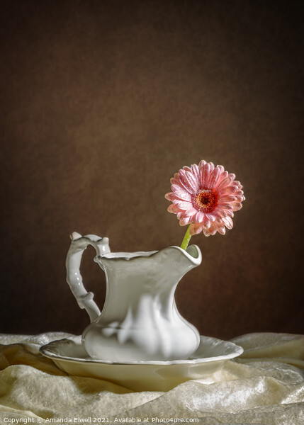 Single Gerbera Flower Picture Board by Amanda Elwell