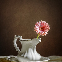 Buy canvas prints of Single Gerbera Flower by Amanda Elwell