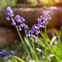 Buy canvas prints of Close Up Bluebells by Amanda Elwell