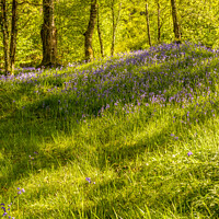 Buy canvas prints of Bluebell Flowers by Amanda Elwell