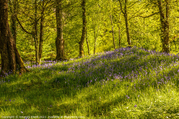Woodland Of Bluebells Picture Board by Amanda Elwell