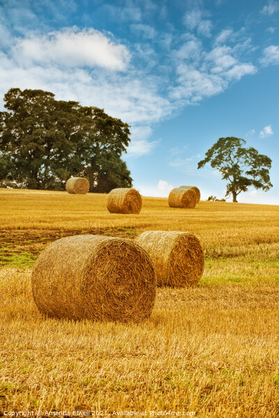 Hay Bales Picture Board by Amanda Elwell