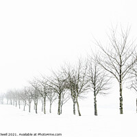 Buy canvas prints of Tree Line In Snow by Amanda Elwell