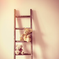 Buy canvas prints of Teddies On A Ladder by Amanda Elwell