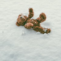 Buy canvas prints of Teddy Bear In Snow by Amanda Elwell