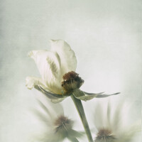 Buy canvas prints of White Rose by Amanda Elwell