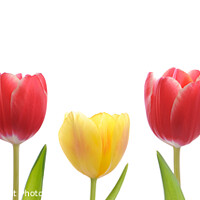 Buy canvas prints of Mixed Tulips by Amanda Elwell